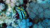 Nacktschnecke